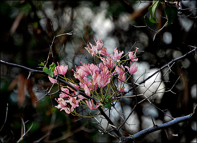 pink bougainvillea