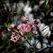 pink bougainvillea