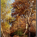 Burnham Beeches by Constable