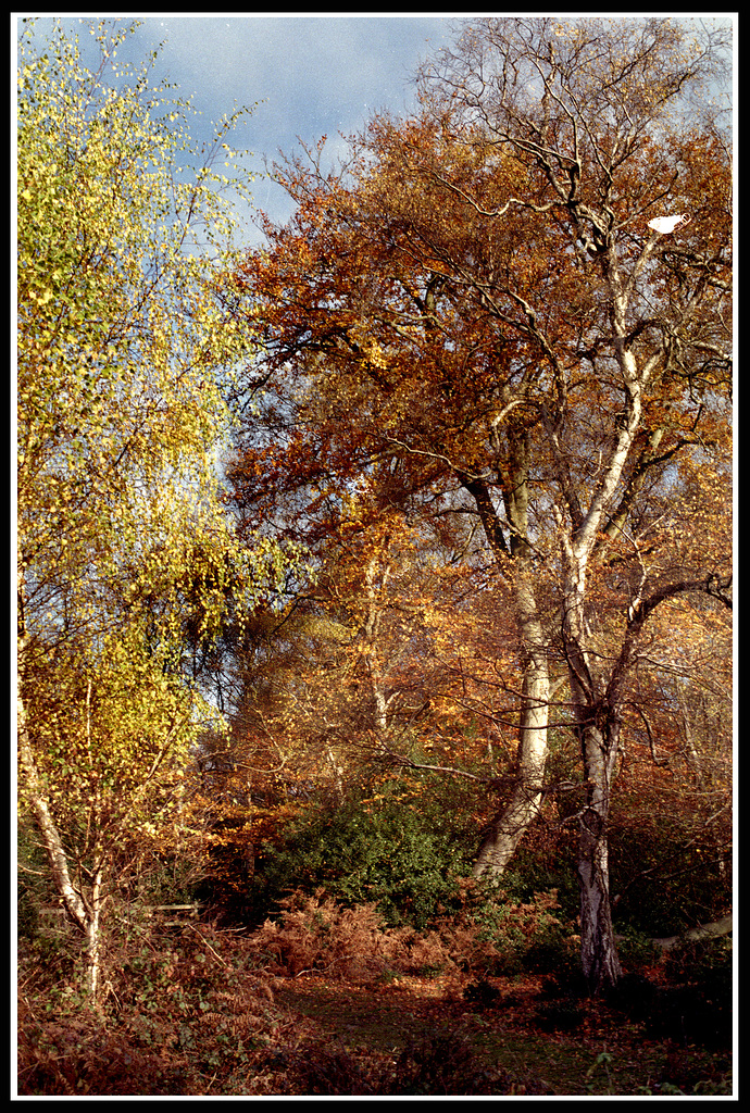 Burnham Beeches by Constable