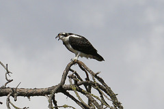 Osprey