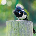 Magpie with a stash of peanuts