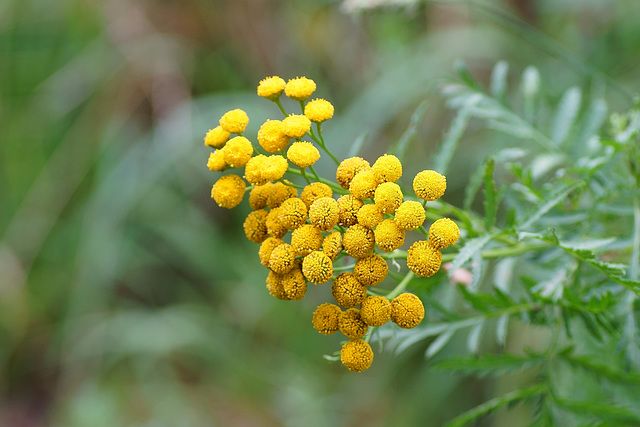 Blüten des Rainfarn