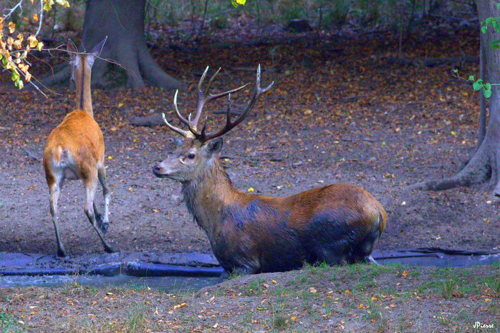 Cerf dans la souille