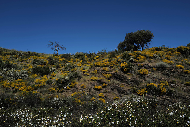 Junqueira, Algarve