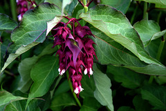 Himalayan Honeysuckle.