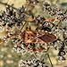 20221029 1981CPw [D~LIP] Amerikanische Kiefernwanze (Leptoglossus occidentalis) [-Zapfenwanze], Gewöhnlicher Dost (Origanum vulgare), Bad Salzuflen