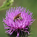 Bienchen auf der Distel