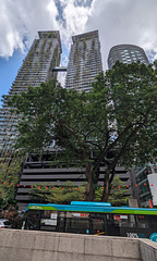 Plantes contre gratte-ciels jumeaux / Plants against twin skyscrapers