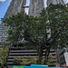 Plantes contre gratte-ciels jumeaux / Plants against twin skyscrapers