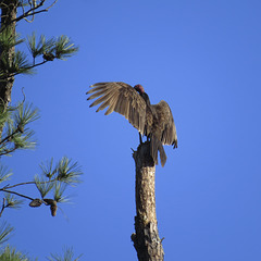 Turkey vulture drying in the sun