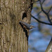 Nuthatch