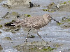 Willet on San Francisco Bay (3) - 21 April 2016