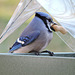 Blue Jays