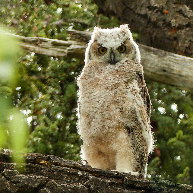 One of two cute owlets