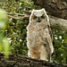 One of two cute owlets