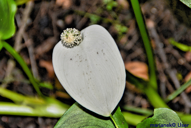 Gewöhnliche Calla (Zantedeschia )