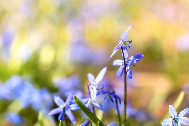 Nun doch: Frühling !