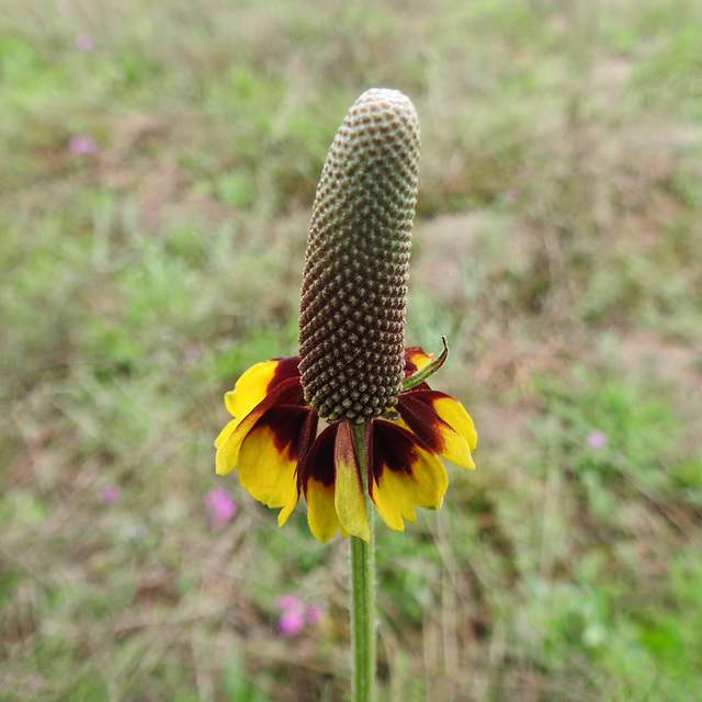 Day 2, Mexican Hat / Coneflower / Ratibida columnifera