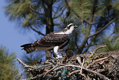 Osprey