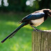 Magpie with its nut