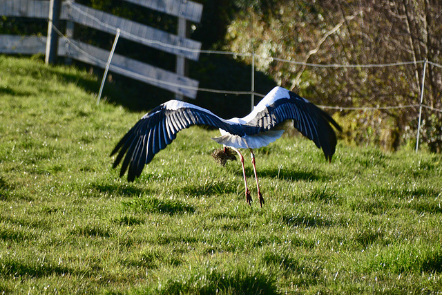 Stork getting some greens for the chick