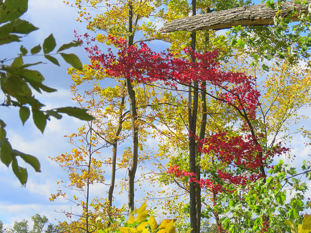 The natural October colors in Michigan.