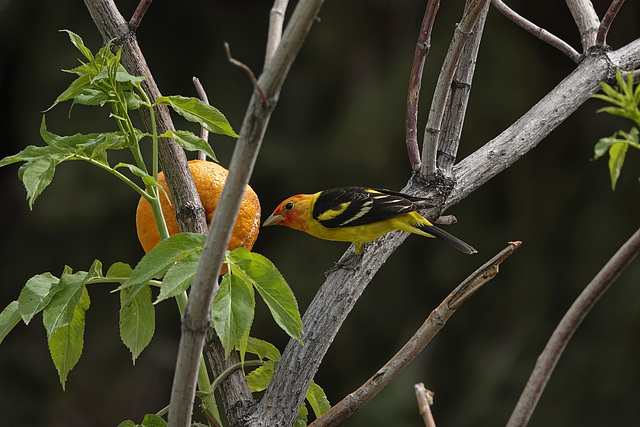 Western Tanager DSC2061 W Tanager MalheurHQ