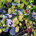 Echter Hopfen (Humulus lupulus)