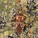 20221029 1982CPw [D~LIP] Amerikanische Kiefernwanze (Leptoglossus occidentalis) [-Zapfenwanze], Gewöhnlicher Dost (Origanum vulgare), Bad Salzuflen