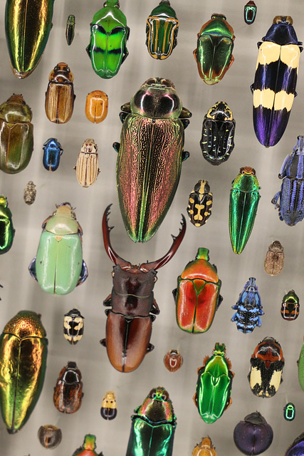 The beauty of beetles