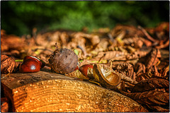 Herbstfarben