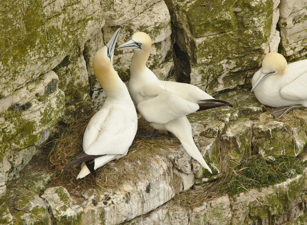 Crowded Gannets EF7A3679