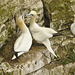 Crowded Gannets EF7A3679