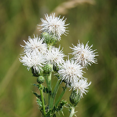 Creeping Thistle / Cirsium arvense, pure white, noxious weed