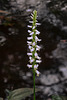 Spiranthes odorata (Fragrant Ladies'-tresses orchid)