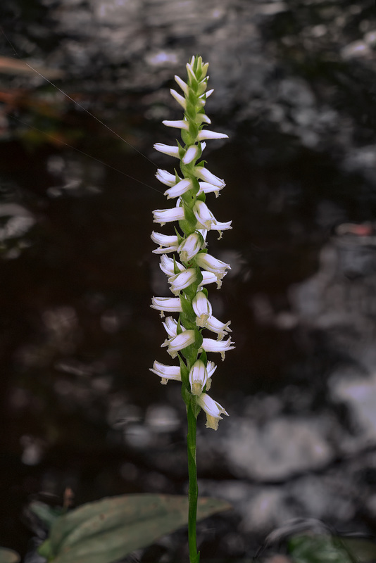 Spiranthes odorata (Fragrant Ladies'-tresses orchid)