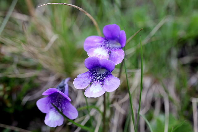 Gemeines blaues Alpen-Fettkraut