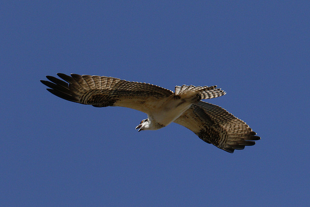 Osprey