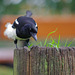 Magpie, they come to the posts because the squirrels hide their nuts in them..