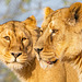 Lionesses