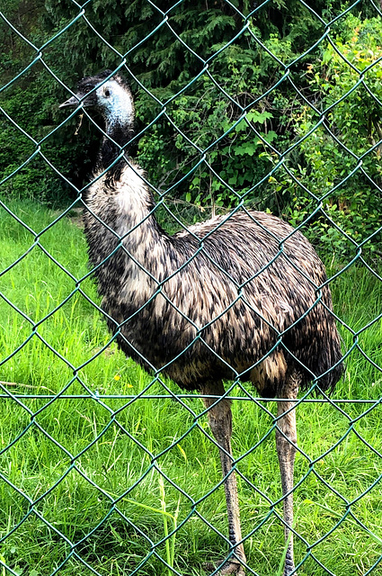 Ungewöhnliche Fauna