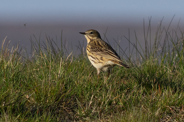 Meadow Pipit