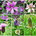 FlowerCollage05July2021bs