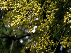 perles de pluie