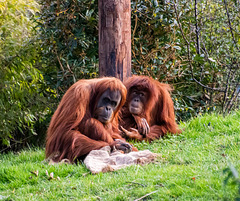 Orangutans