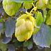 Echter Hopfen (Humulus lupulus)