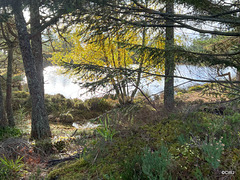 Lochan by the track to the Fyrish Monument