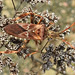 20221029 1983CPw [D~LIP] Amerikanische Kiefernwanze (Leptoglossus occidentalis) [-Zapfenwanze], Gewöhnlicher Dost (Origanum vulgare), Bad Salzuflen