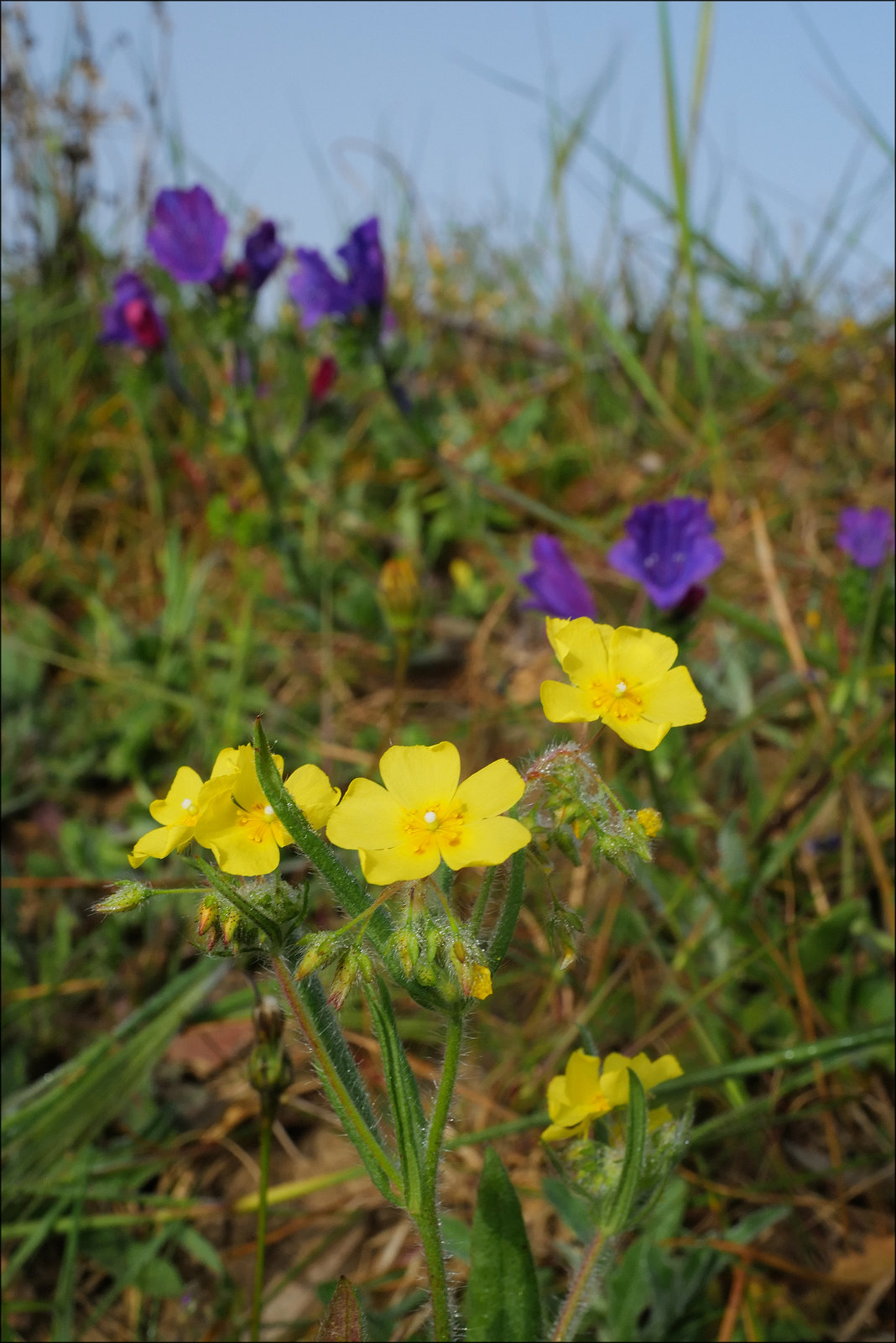 Tuberaria lignosa, Malvales